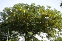 Albizia lebbeck